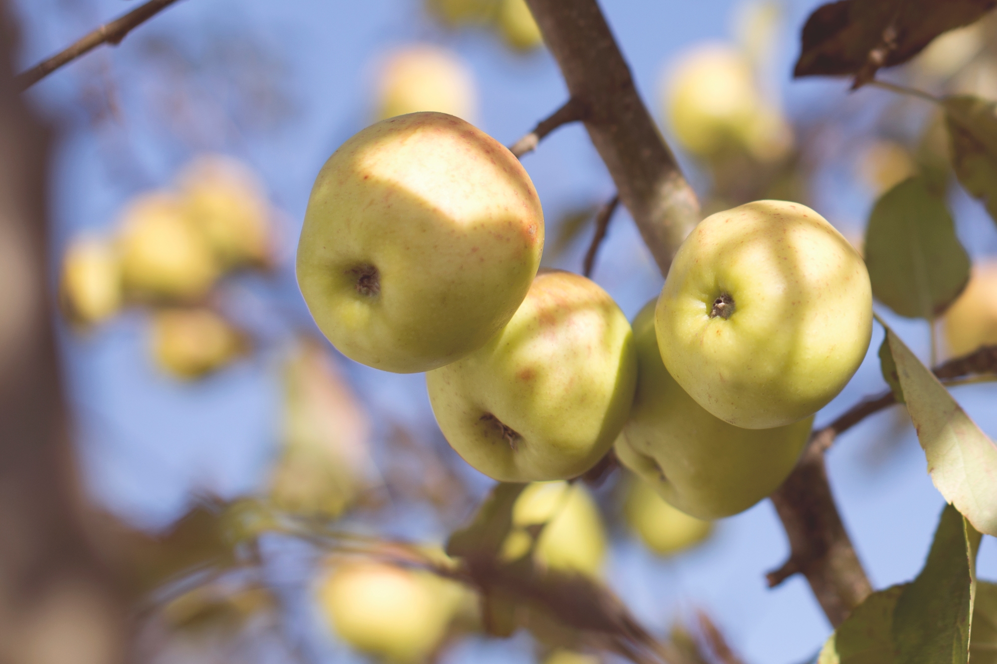 Throw Out the Bad Apples | The Cheerful Times