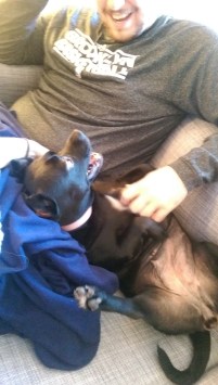 Abby the black puggle cuddling us on the couch