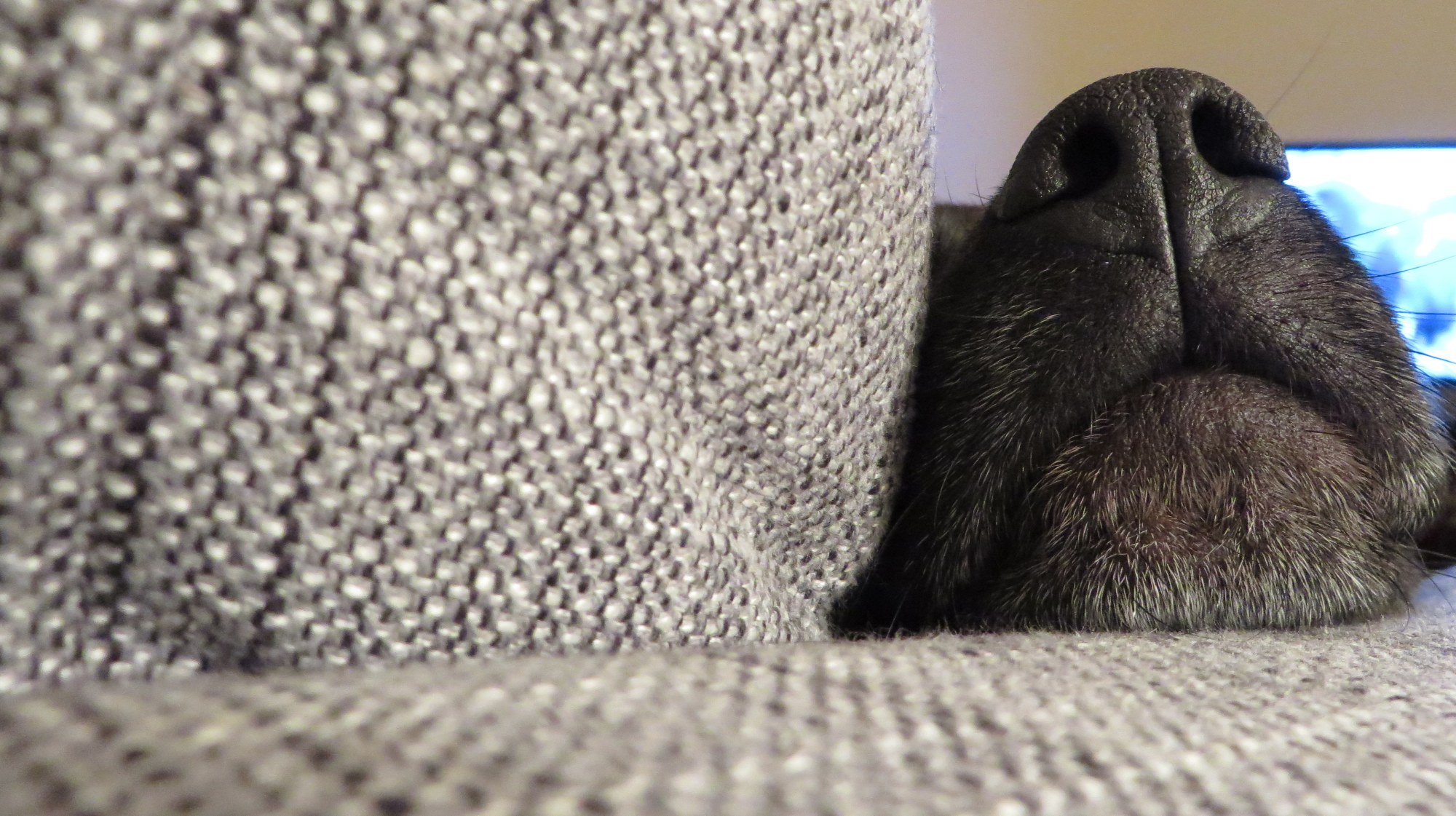 October is Adopt A Shelter Dog Month - Meet Abby the puggle | The Cheerful Times