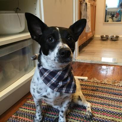 DIY dog bandanna from upcycled shirt craft