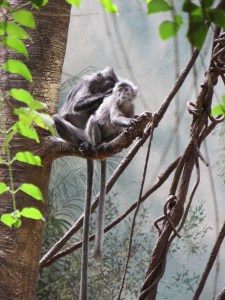 Monkeys in the Bronx Zoo - New York City