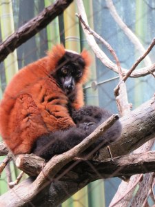 Monkey in the Bronx Zoo - New York City