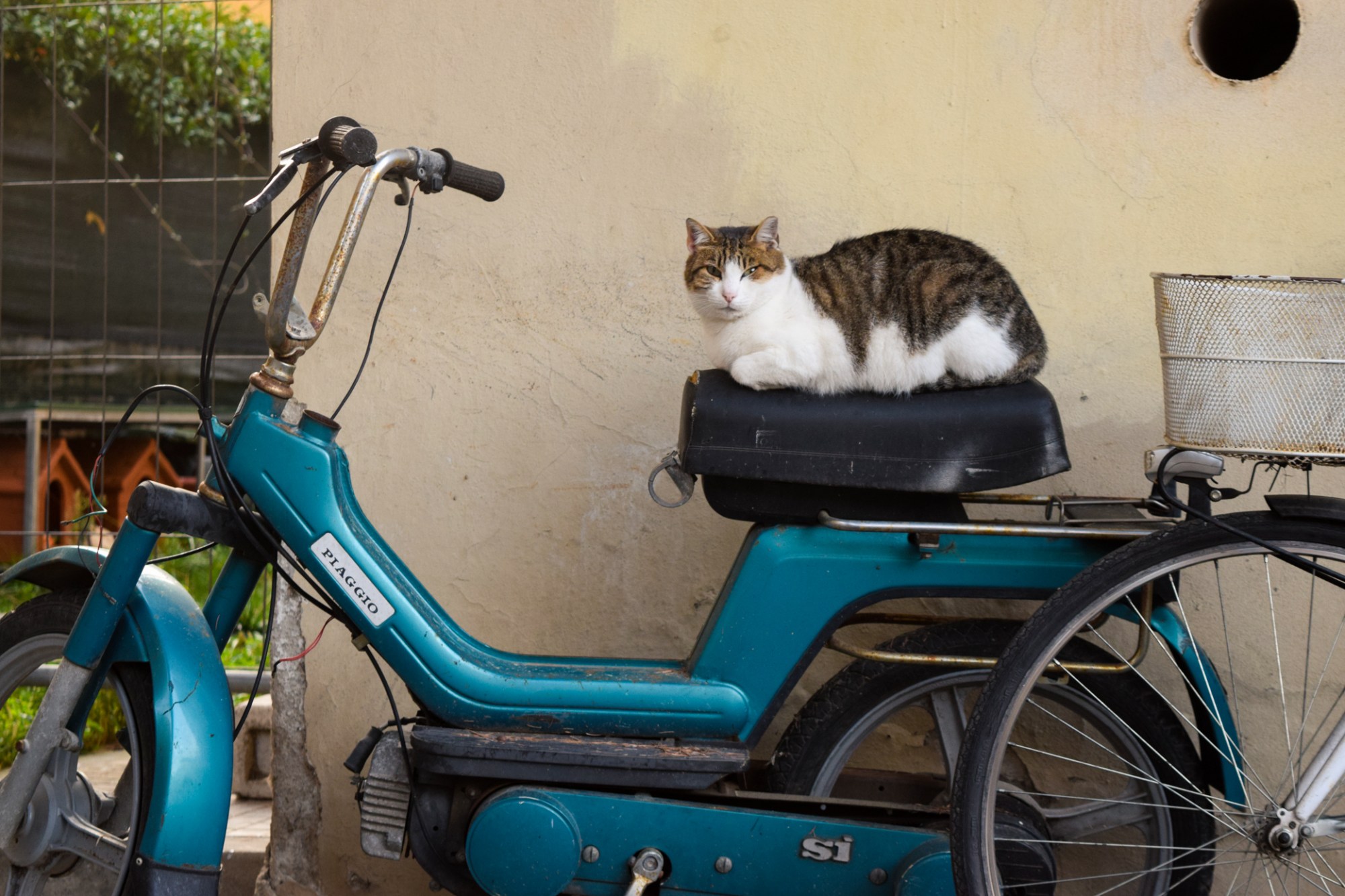 Cat sitting on a bike in Lucca, Italy | The Cheerful Times